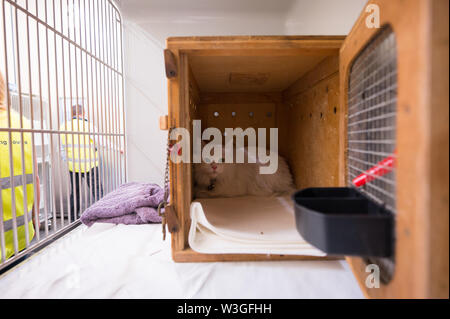 09 juillet 2019, Hessen, Frankfurt/Main : un chat est assis dans sa cage dans le salon des animaux. La filiale de Lufthansa Lufthansa Cargo' 'exploite l'Animal "Lounge" à l'aéroport de la métropole principale, une des plus grandes et des plus modernes des stations de transport en commun pour cargaison vivante en Europe. Photo : Andreas Arnold/dpa Banque D'Images