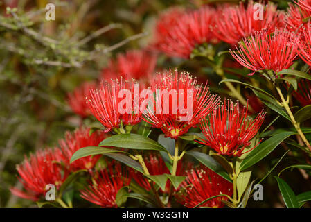 Fleurs de la Nouvelle-Zélande le Rata du Sud égayer la journée pour les visiteurs à la Gorge Otira à Arthurs Pass National Park, New Zealand. Banque D'Images