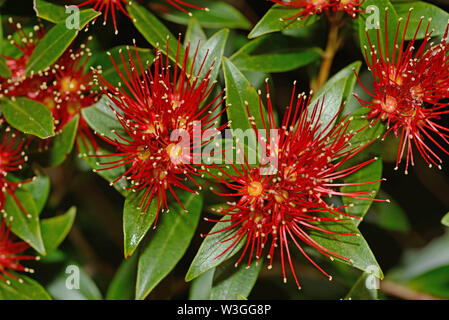 Fleurs de la Nouvelle-Zélande le Rata du Sud égayer la journée pour les visiteurs à la Gorge Otira à Arthurs Pass National Park, New Zealand. Banque D'Images