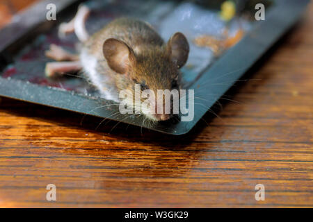 Rat mort collé à l'idée de plateau sur la table de bois mort de la souris Banque D'Images