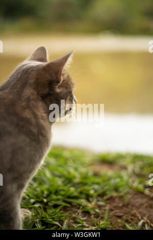 Chat mignon au bord du lac à horizon Banque D'Images