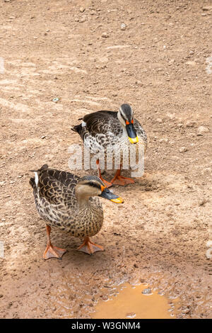 Spot-billed duck indien, paire de duck, canard deux près de source d'eau. Banque D'Images