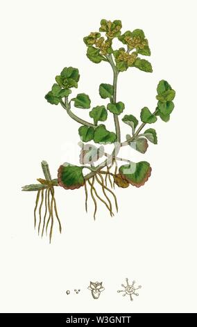 Chrysosplenium oppositifolium - botanique, ou des chiffres de couleur, de la plantes - Tome 4 (ed. 3) - t. 563. Banque D'Images