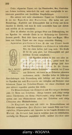 Le SHC. Darwin's Lehre von der entstehung der arten und pflanzen im- thierreich in ihrer anwendung auf die schöpfungsgeschichte (page 232) Banque D'Images