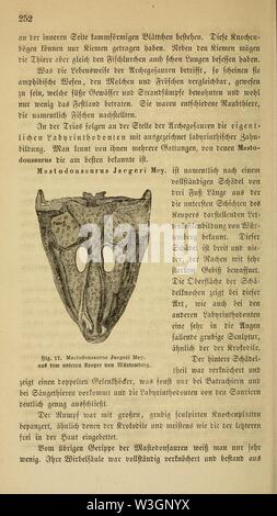 Le SHC. Darwin's Lehre von der entstehung der arten und pflanzen im- thierreich in ihrer anwendung auf die schöpfungsgeschichte (page 252) Banque D'Images