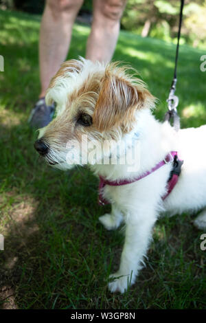 Un poil fil Jack Russell Terrier mix chien, qui est aveugle d'un œil, que l'on voit à l'extérieur. Banque D'Images