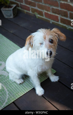 Un poil fil Jack Russell Terrier mix chien, qui est aveugle d'un œil, que l'on voit à l'extérieur. Banque D'Images