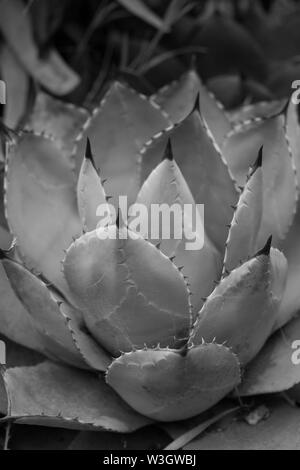 Agave parryi, connu sous le nom de mescal agave Parry ou agave. Banque D'Images