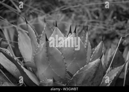 Agave parryi, connu sous le nom de mescal agave Parry ou agave. Banque D'Images