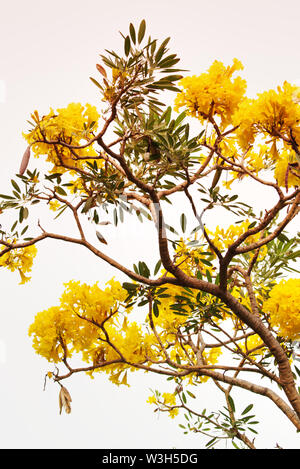 Tababuia aurea, arbre à trompettes d'argent sur fond blanc Banque D'Images