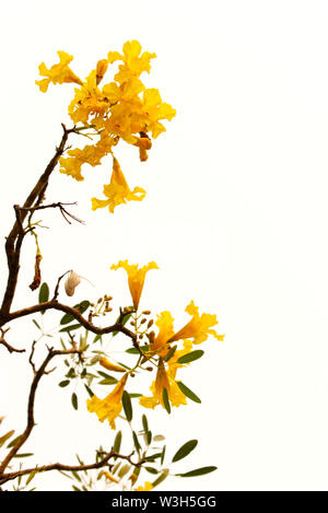 Tababuia aurea, arbre à trompettes d'argent sur fond blanc Banque D'Images