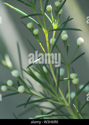 Cire Geraldton fleur plante prête à fleurir Banque D'Images