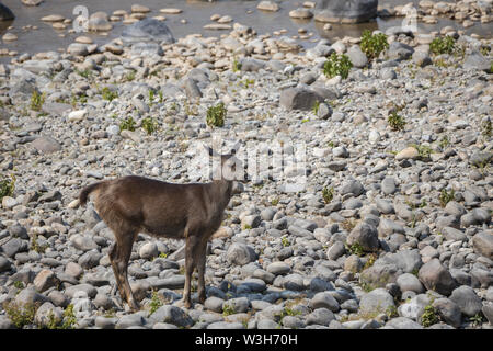 Cerfs Sambar (Rusa unicolor) femmes seul se tenant sur les rives de la rivière Ramganga situé dans la région de Jim Corbett national park, Ramnagar, Uttarakhand. Banque D'Images