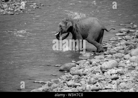 Indien elephant tusker traversant la rivière Ramganga et marcher sur les rochers à Jim Corbett National Park, Uttarakhand. Banque D'Images