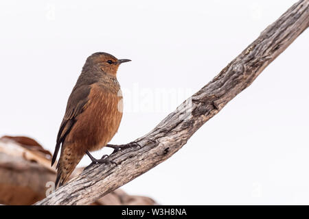 Bruant roux (Climacteris rufus) Banque D'Images