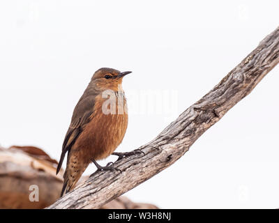 Bruant roux (Climacteris rufus) Banque D'Images