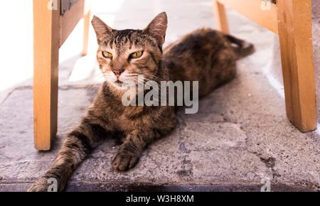 Gros plan d'un chat domestique mignon sous un chaise Banque D'Images