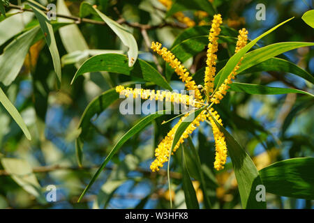 Close up of Acacia auriculiformis fleurs fleurissent dans la lumière du soleil du matin. L'usine Golden wattle Banque D'Images