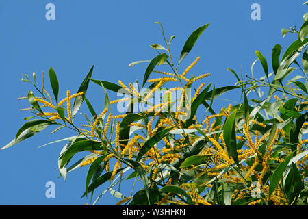 Acacia auriculiformis fleurs fleurissent dans la matinée. L'usine Golden wattle Banque D'Images