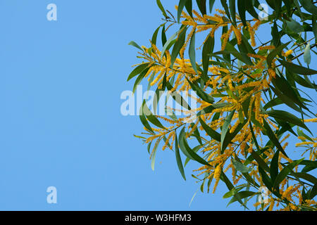 Branches d'Acacia auriculiformis fleurs contre fond de ciel bleu. L'usine Golden wattle Banque D'Images