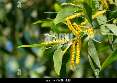 Acacia auriculiformis fleurs fleurissent dans la colline. L'usine Golden wattle Banque D'Images