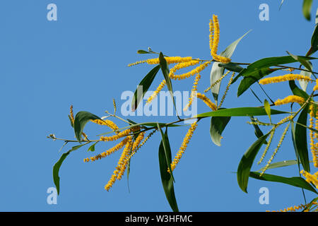 Acacia auriculiformis fleurs fleurissent dans le fond de ciel bleu. L'usine Golden wattle Banque D'Images