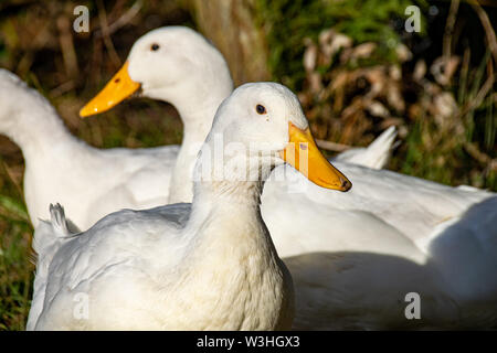 Aylesbury (également connu sous le nom de Long Island, American Pekin Pekin) ou à la recherche de nourriture des canards Banque D'Images