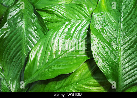 Feuilles vert frais avec goutte, beau fond naturel. Banque D'Images