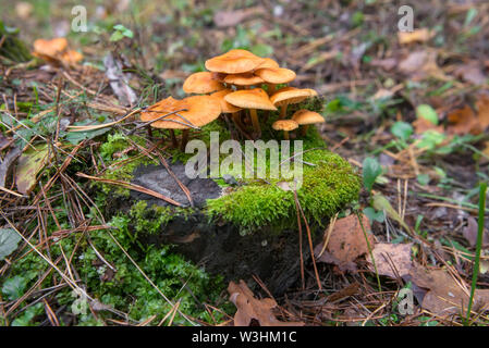 Les champignons poussent sur un moignon couvert de mousse dans la forêt d'automne Banque D'Images