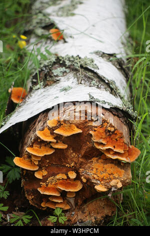 Pycnoporellus fulgens, une orange champignon poussant sur birch en Finlande Banque D'Images