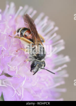 Andrena hattorfiana, une espèce menacée d'abeilles minière appartenant à la famille Andrenidae, se nourrissant de Field Scabious, Knautia arvensis Banque D'Images
