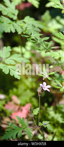 Fleur d'herbe-Robert (Geranium robertianum) dans la forêt Banque D'Images