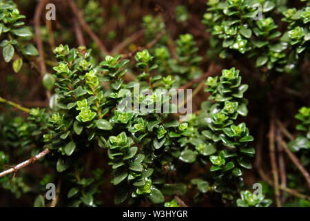 Citronnelle Thyme plante dans un jardin. Banque D'Images