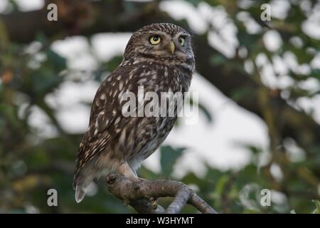 Chouette chevêche (Athene noctua), assis dans un arbre, de l'Ems, Basse-Saxe, Allemagne Banque D'Images