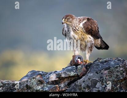 Aigle de Bonelli (Aquila fasciata), femme avec une perdrix rouge capturés, Estrémadure, Espagne Banque D'Images