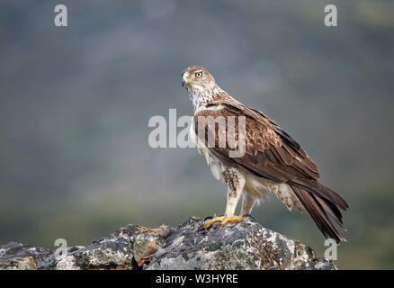 Aigle de Bonelli (Aquila fasciata) sur les roches, Estrémadure, Espagne Banque D'Images