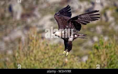L'Espagnol L'aigle impérial (Aquila adalberti) approche à l'atterrissage, Castilla y Leon, Espagne Banque D'Images