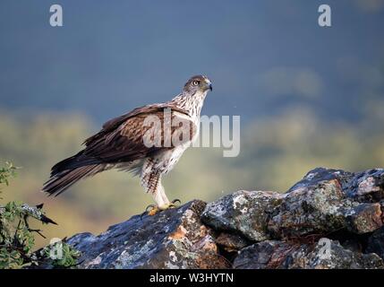 Aigle de Bonelli (Aquila fasciata) à la recherche des rochers, Estrémadure, Espagne Banque D'Images