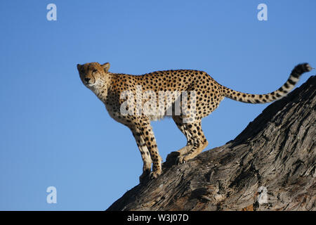 Le guépard prêt à sauter en bas d'un arbre Banque D'Images