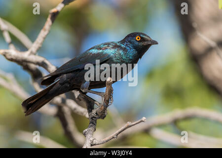 Red-shouldered Glossy-Starling - Lamprotornis nitens, beau bleu brillant oiseau percheur de savanes africaines, la Namibie. Banque D'Images