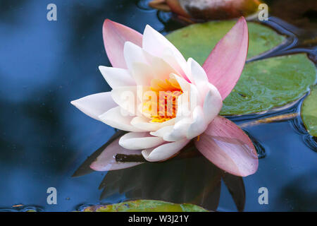 Libre shot of white lotus (nénuphar) sur la surface de l'étang ou lac Banque D'Images