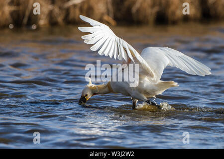 Spatule blanche (Platalea leucorodia), ou conjoint de la spatule blanche (Platalea leucorodia) Löffler Banque D'Images