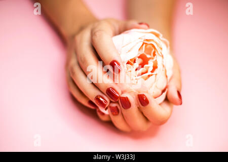 Woman's hands holding manucure rouge avec fleur. Banque D'Images