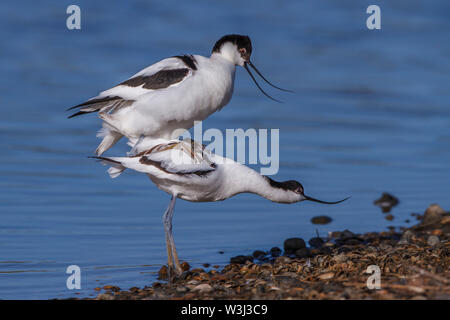 American Avocet Säbelschnäbler, , (Recurvirostra avosetta) Banque D'Images