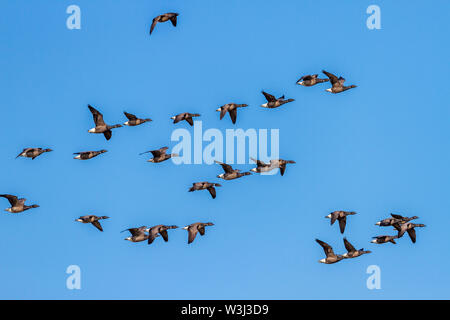 Brent Goose, Brant, ou Ringelgänse, bernache cravant (Branta bernicla) Banque D'Images