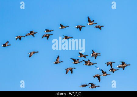 Brent Goose, Brant, ou Ringelgänse, bernache cravant (Branta bernicla) Banque D'Images