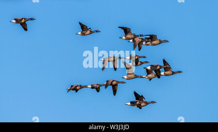 Brent Goose, Brant, ou Ringelgänse, bernache cravant (Branta bernicla) Banque D'Images