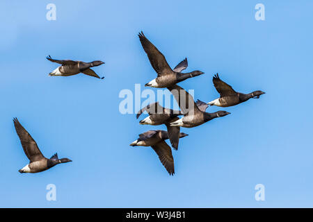 Brent Goose, Brant, ou Ringelgänse, bernache cravant (Branta bernicla) Banque D'Images