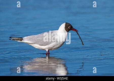 Mouette, Lachmöwe (Larus ridibundus) mit Nistmaterial Banque D'Images