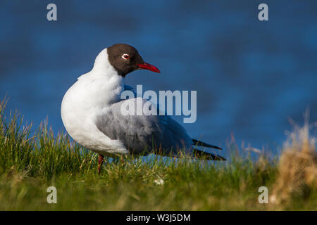 Mouette, Lachmöwe (Larus ridibundus) Banque D'Images